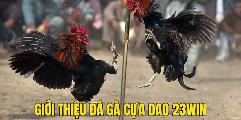 Giải thiệu khái quát về đá gà cựa dao 23WIN